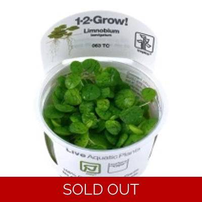 Limnobium laevigatum 1-2-Grow